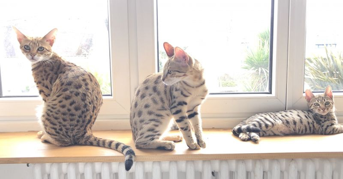 Elevage Et Vente De Chats Savannah En France