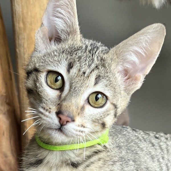 chatons F5 disponibles