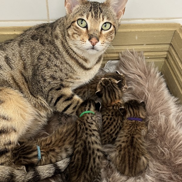 Chatons Savannah F7