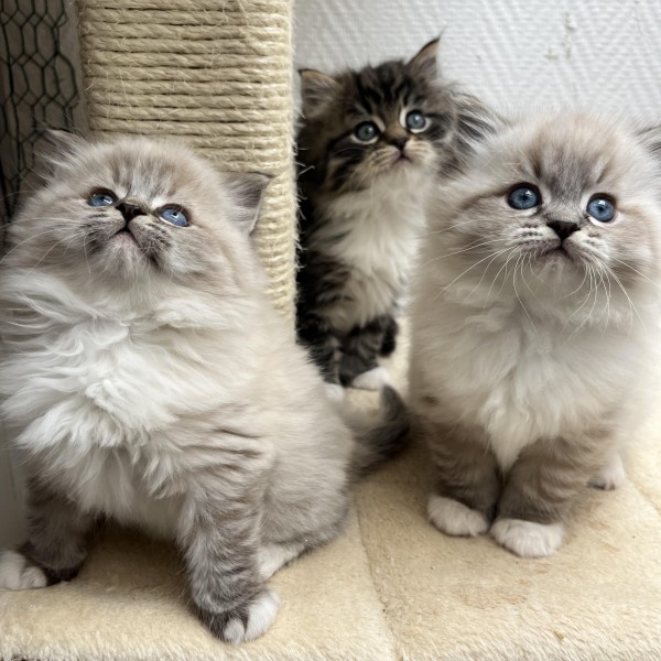 Chaton sibérien