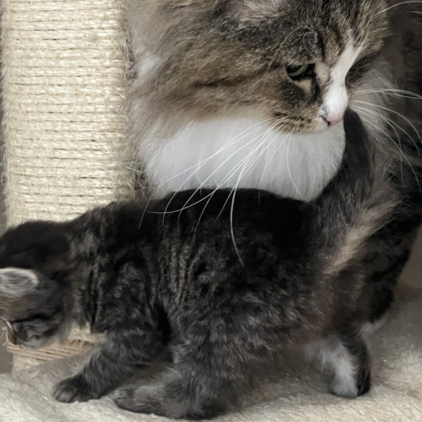 Chatons sibériens